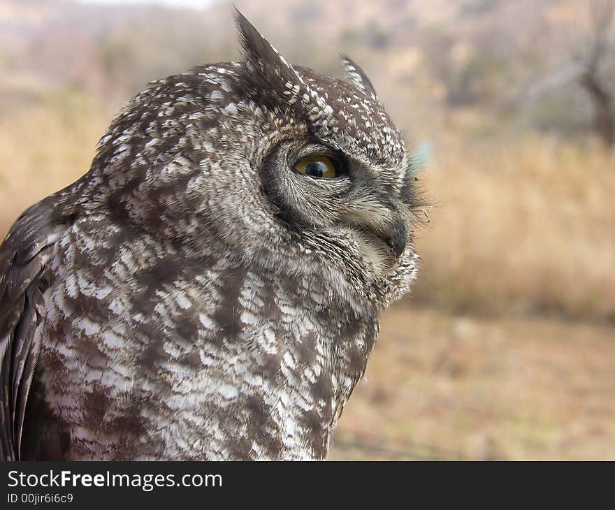 Eagle Owl