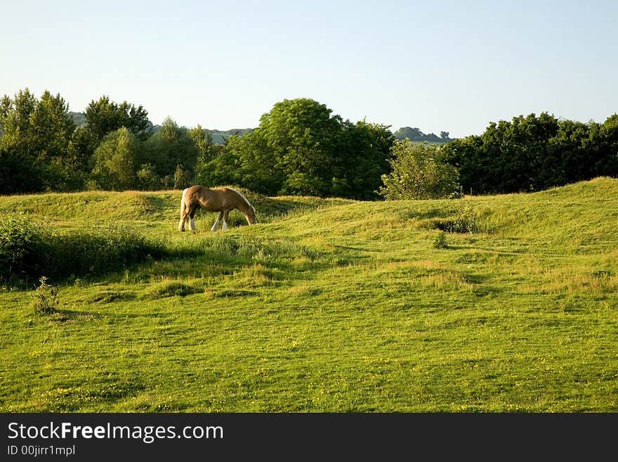 Beautiful Horse Grazing on Farmland in England