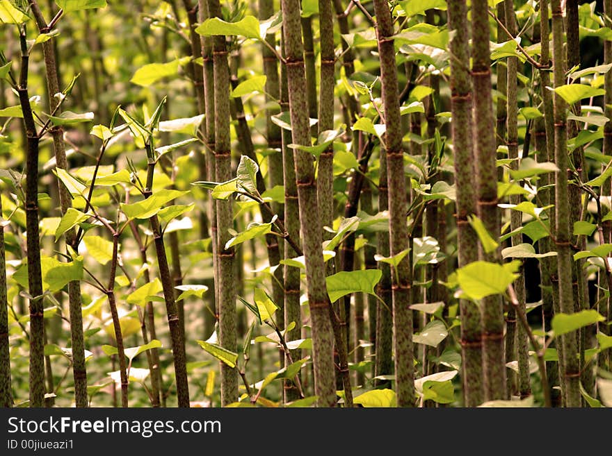 Branches