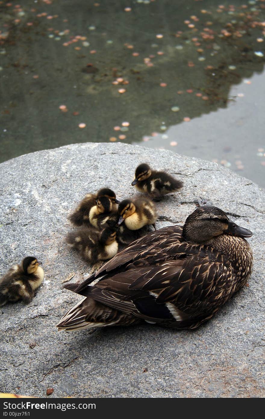 A mother duck watching over her little ones. A mother duck watching over her little ones