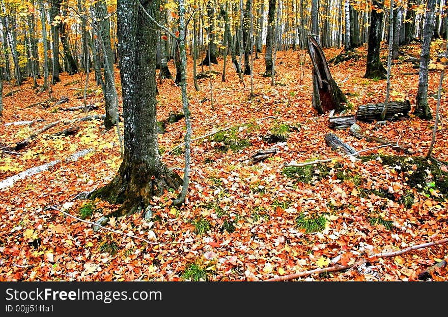 Fallen leaves during autumn time in a forest. Fallen leaves during autumn time in a forest