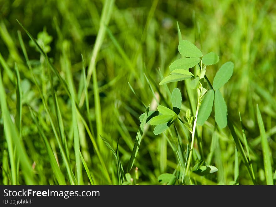 A beautiful ,cultivated garden with plants,roses and grass.