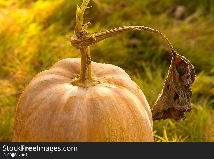 Pumpkin harvest in my garden