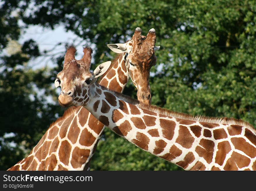 Two girraffes crossing their neckes while they feed. Two girraffes crossing their neckes while they feed