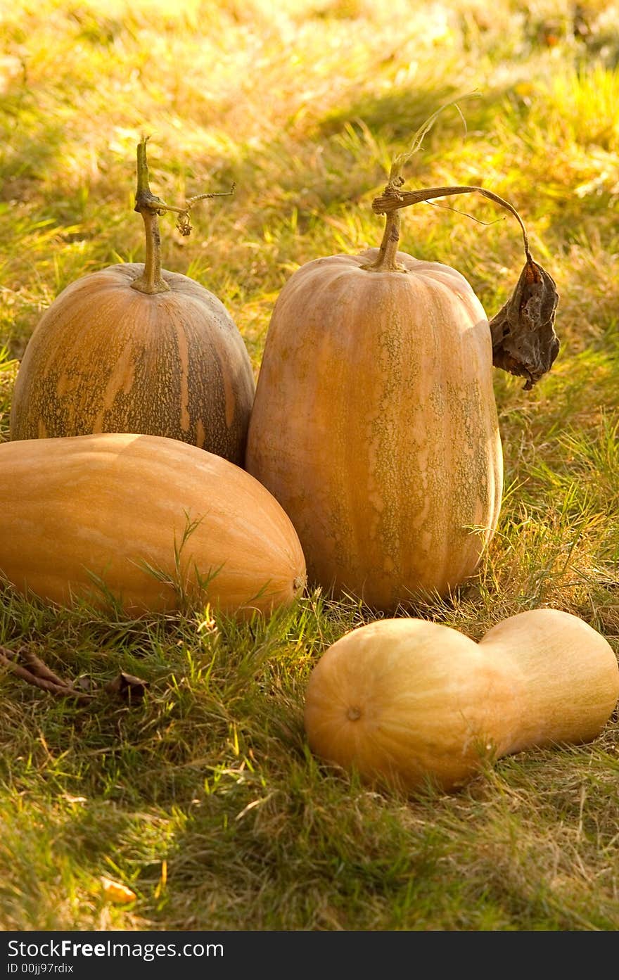 Pumpkin harvest in my garden