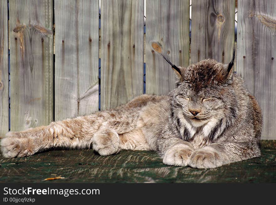 Lynx Sleeping on a bench in the ecomusuem. Lynx Sleeping on a bench in the ecomusuem