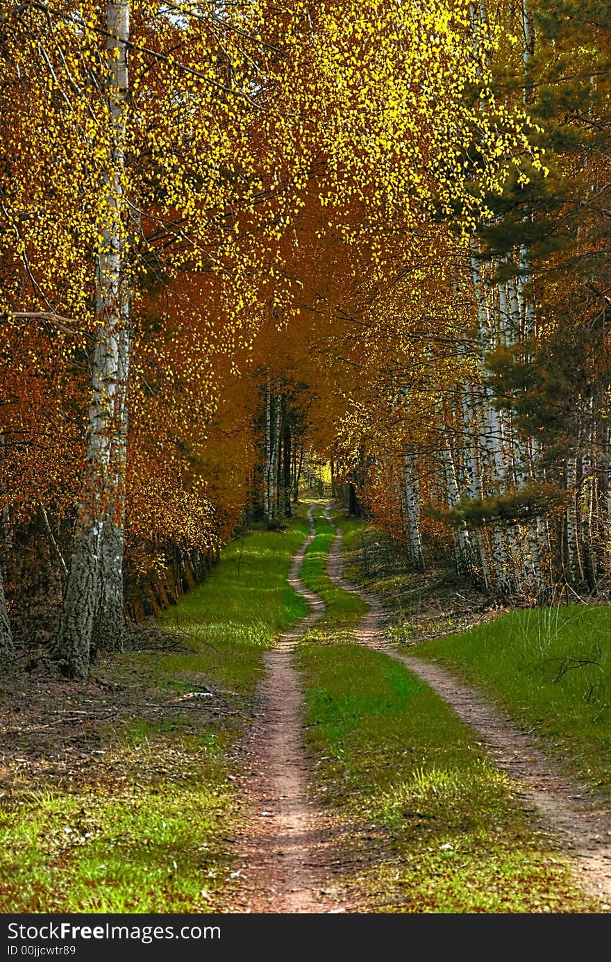 A forest path with colorful leaves