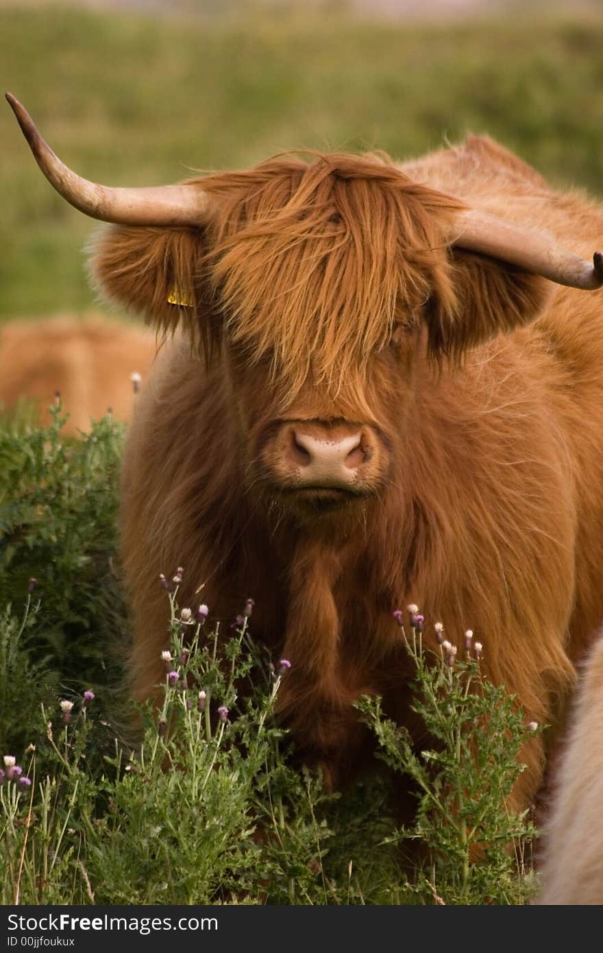 Hairy Cow