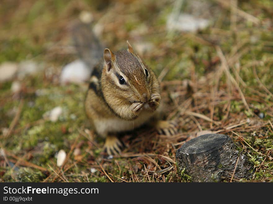 Chipmunk sitting on a rock eating sunflower seeds. Chipmunk sitting on a rock eating sunflower seeds