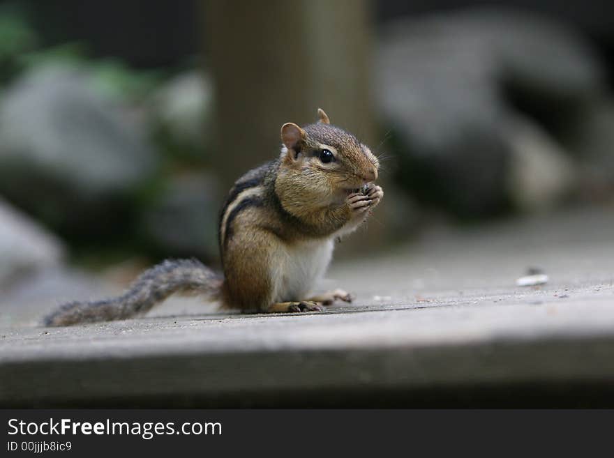 Chipmunk sitting on a rock eating sunflower seeds. Chipmunk sitting on a rock eating sunflower seeds