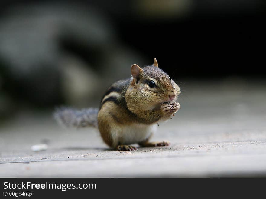 Chipmunk sitting on a rock eating sunflower seeds. Chipmunk sitting on a rock eating sunflower seeds