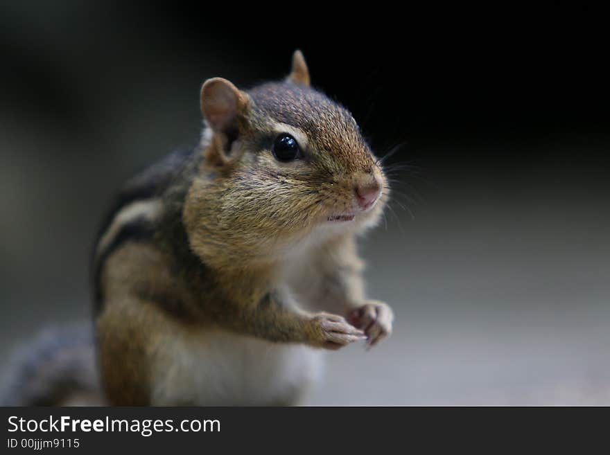 Chipmunk sitting on a rock eating sunflower seeds. Chipmunk sitting on a rock eating sunflower seeds