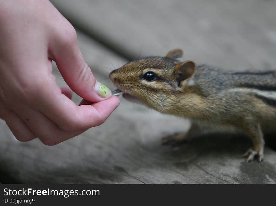 Curious Chipmunk