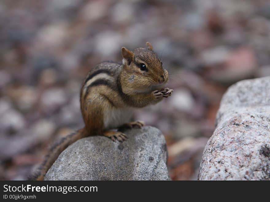 Chipmunk sitting on a rock eating sunflower seeds. Chipmunk sitting on a rock eating sunflower seeds