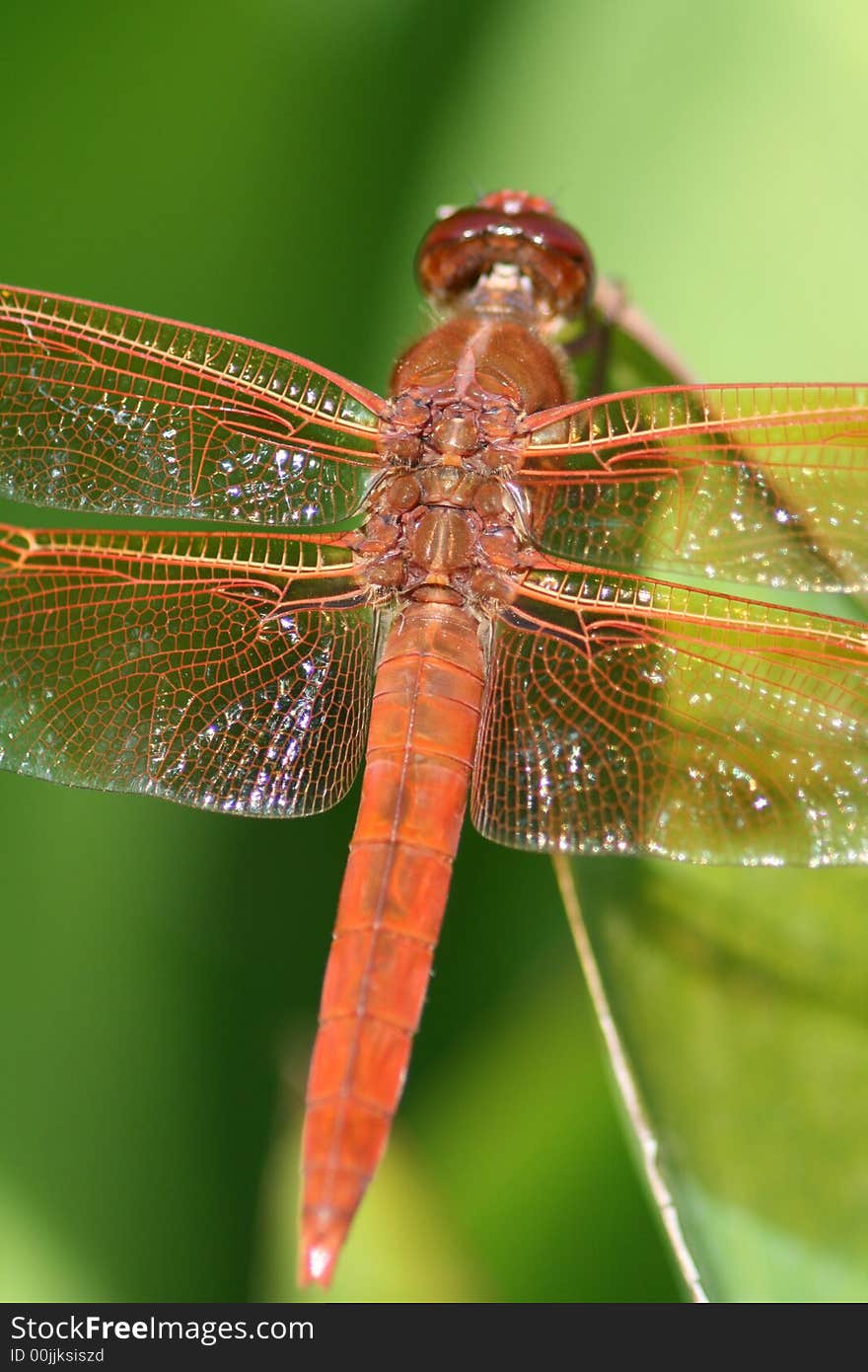 Details of the muscles that move those wings around like a helicopter. Details of the muscles that move those wings around like a helicopter.