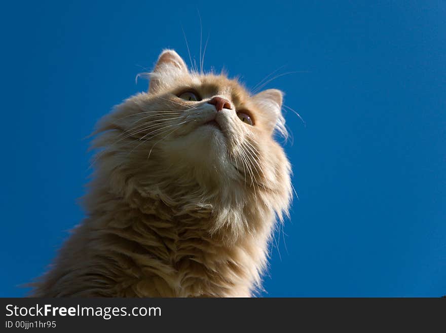 Cat with blue sky background. Cat with blue sky background