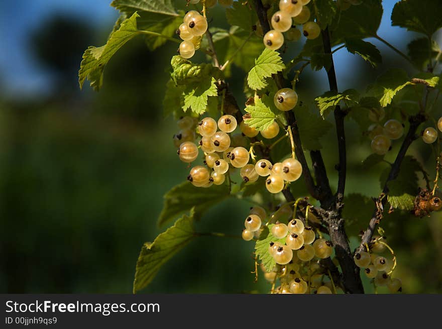 White Currant Bushin the garden. White Currant Bushin the garden