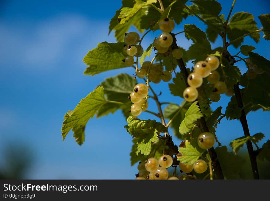 Currant_Bush_2