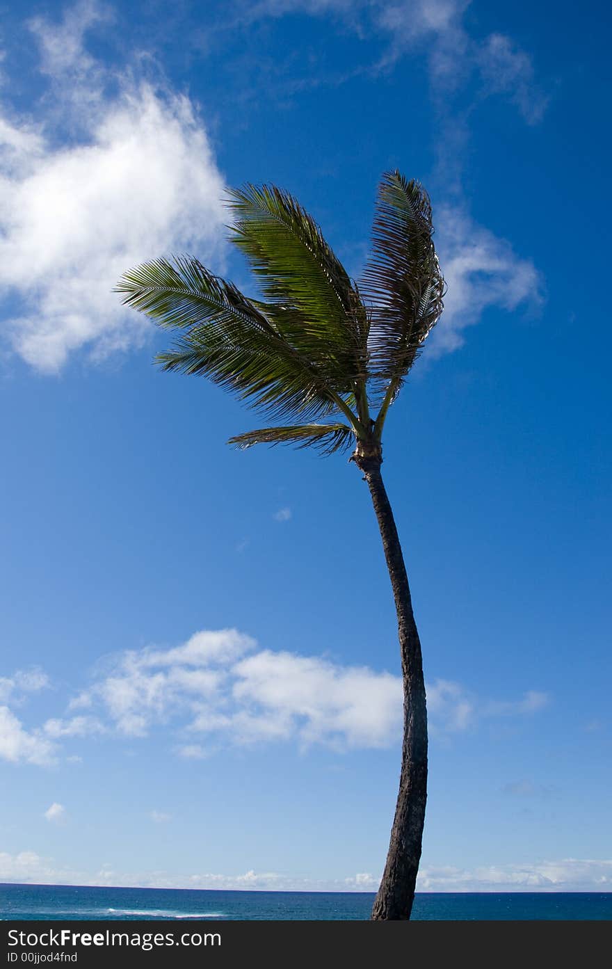 Palm tree in tropical location on blue sky background