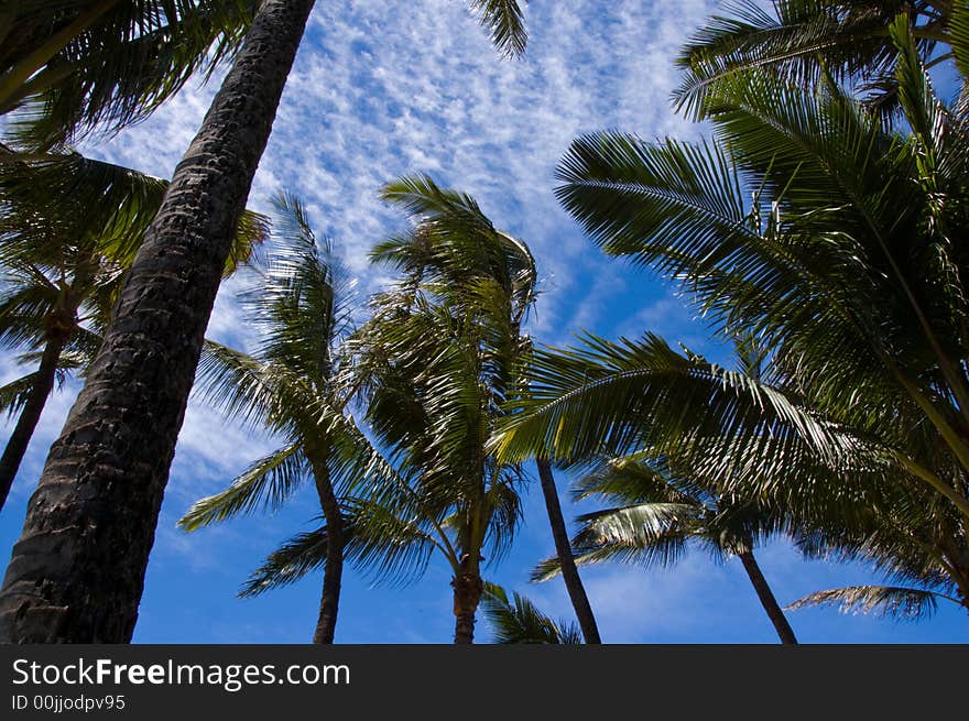 Palm tree in tropical location on blue sky background. Palm tree in tropical location on blue sky background