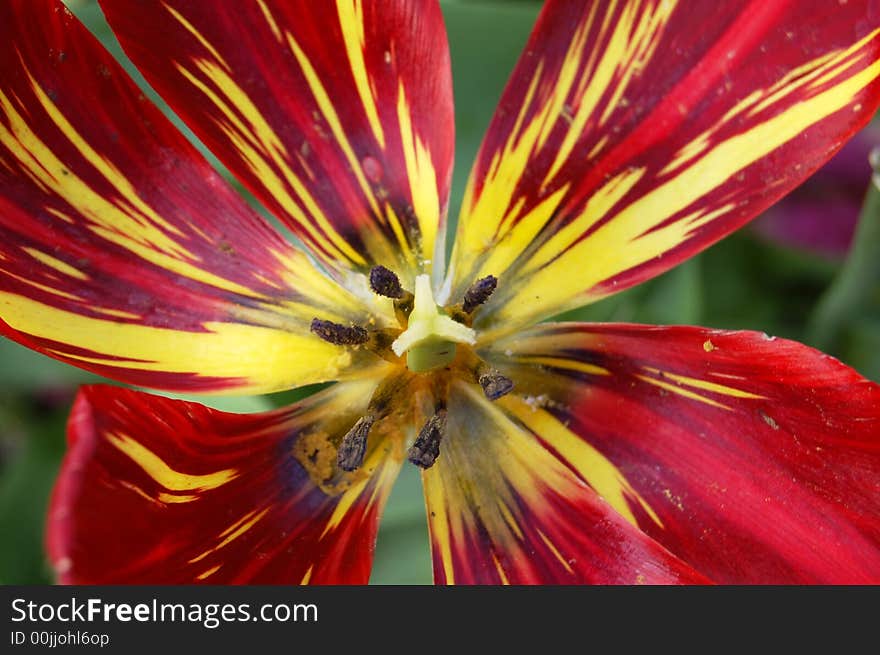 Close up of inside of a red tulip