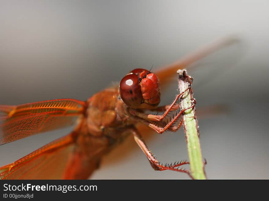 Closeup of a Red Skinner Dragonfly smiling for his picture. Closeup of a Red Skinner Dragonfly smiling for his picture.