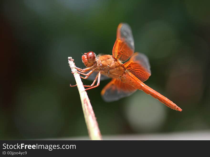 Red Skimmer Dragonfly on palm frond showing its muscles. Red Skimmer Dragonfly on palm frond showing its muscles.