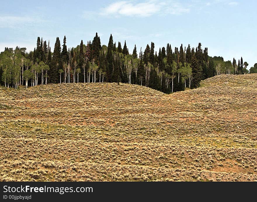 Trees massed together on top of rolling hills of sagebrush and grasses. The picture has an abstract quality about it. The colors are deep greens and oranges. Trees massed together on top of rolling hills of sagebrush and grasses. The picture has an abstract quality about it. The colors are deep greens and oranges.