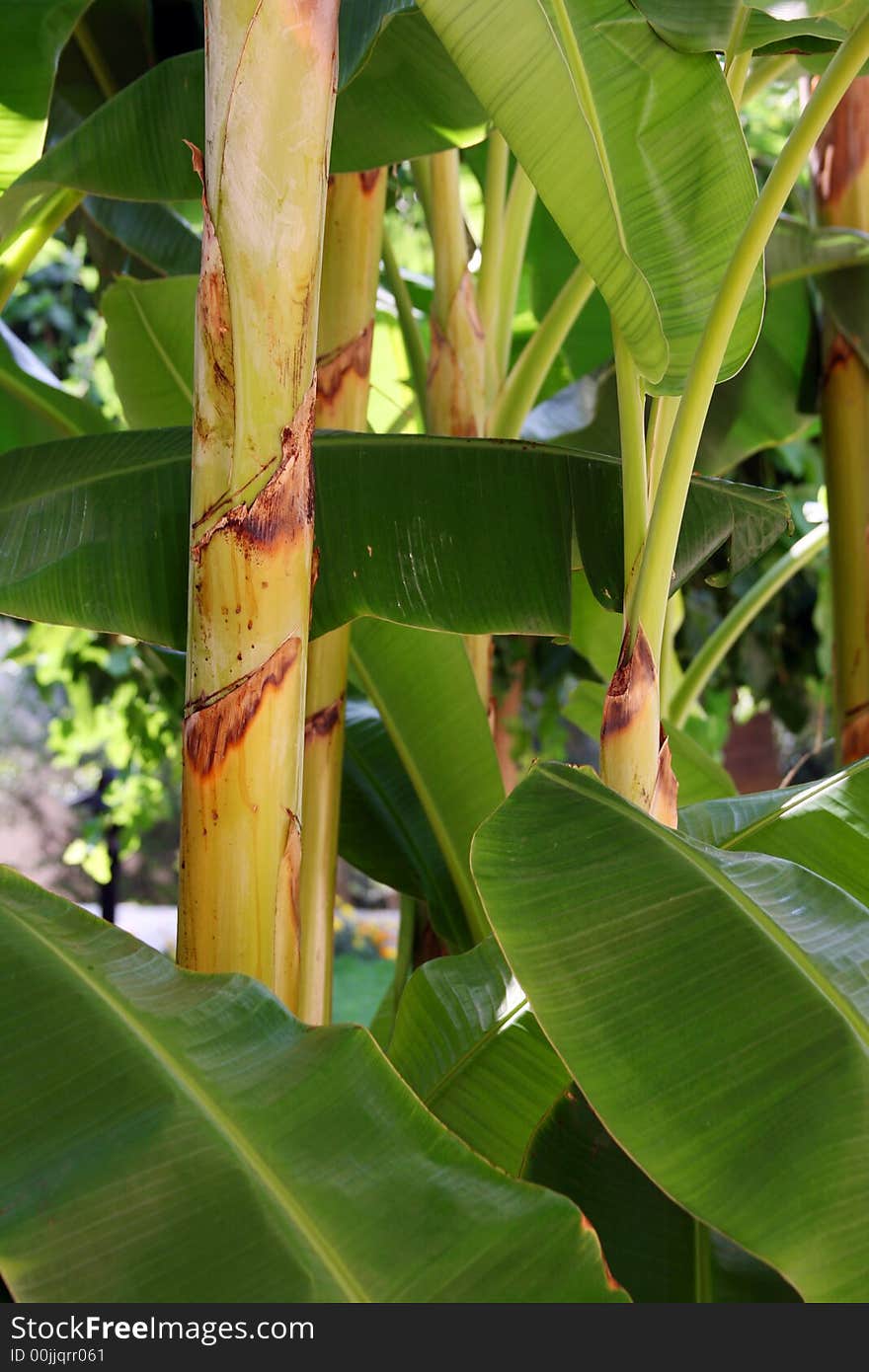 The big trunk and green leaves of a bamboo