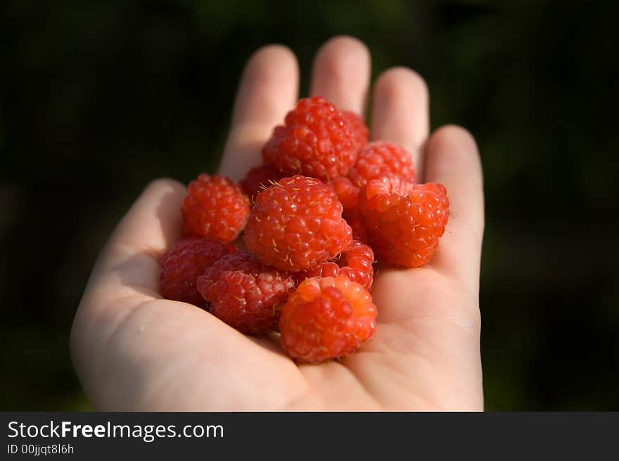 Hand holding appetizing red raspberries. Hand holding appetizing red raspberries