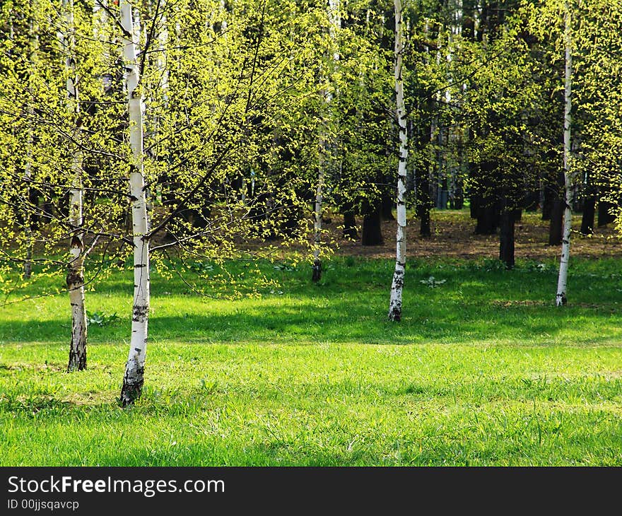 A birch grove with light green foliage and grass. A birch grove with light green foliage and grass