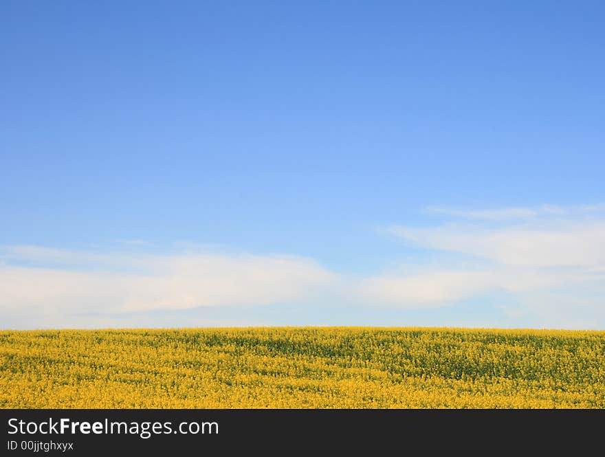 Canola Field