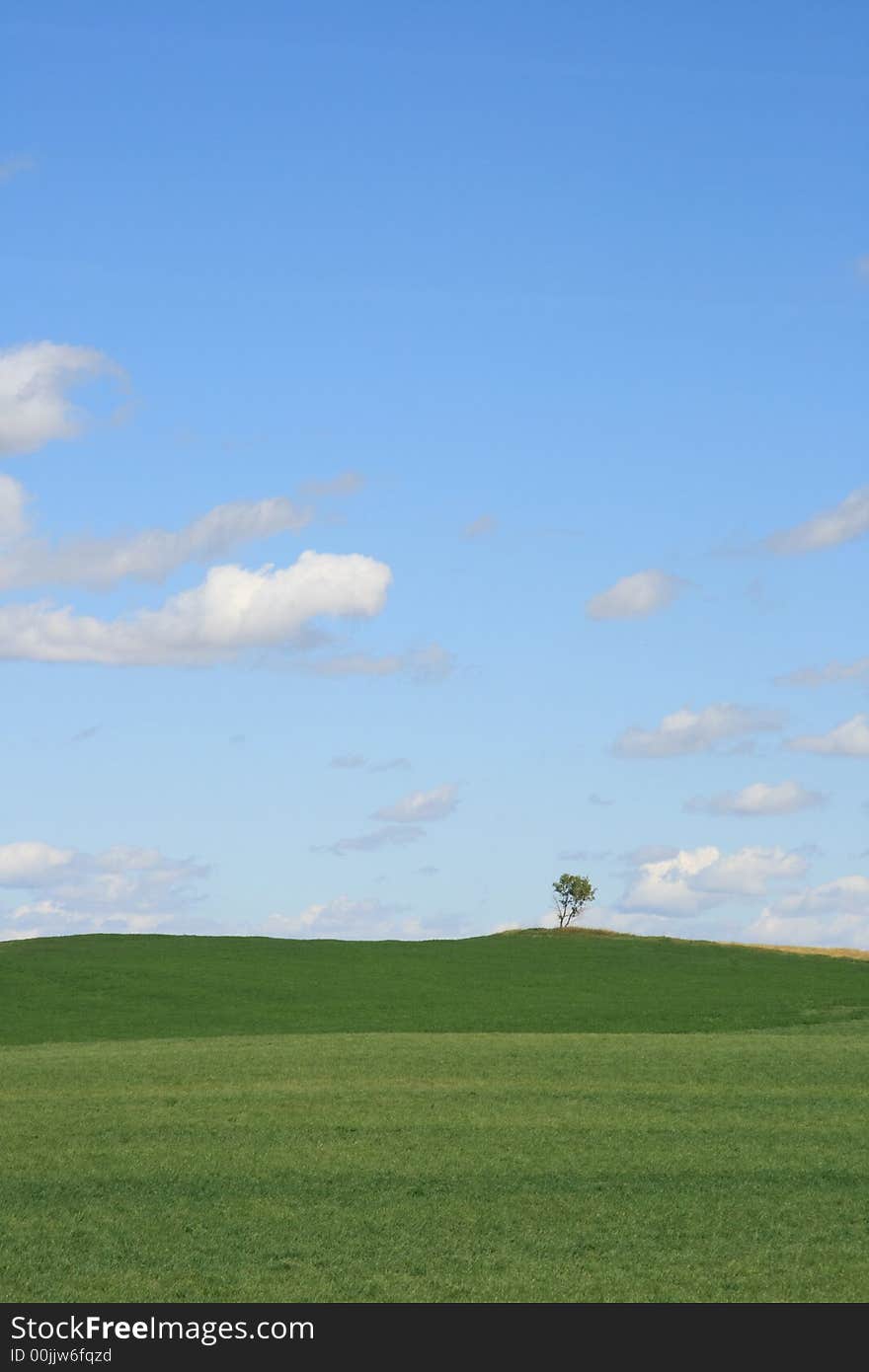 Portrait of Lonely tree