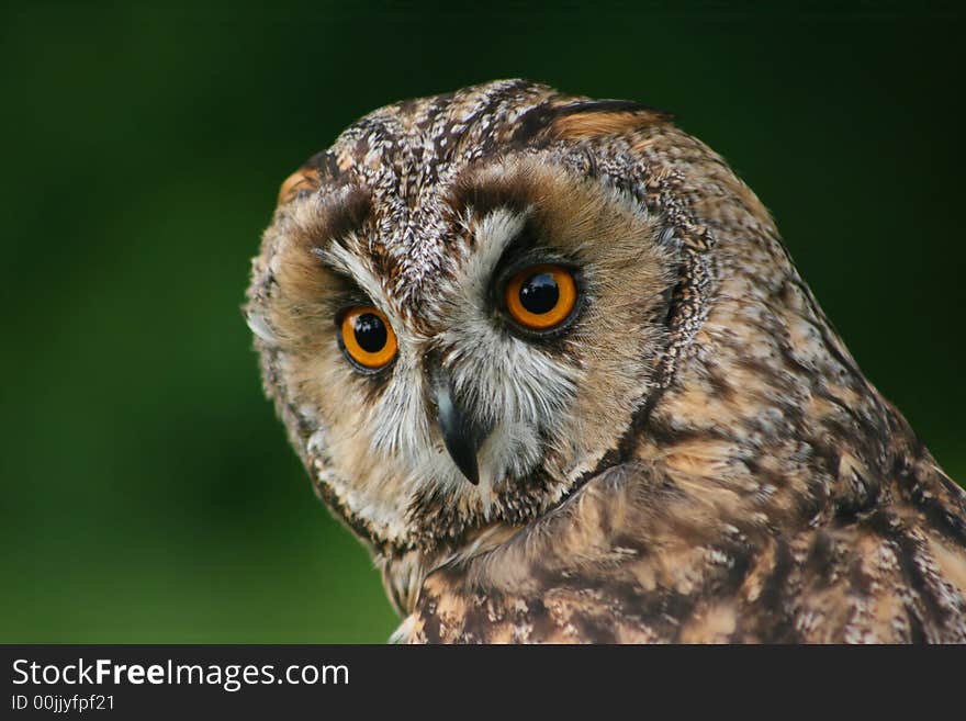 Looking Owl