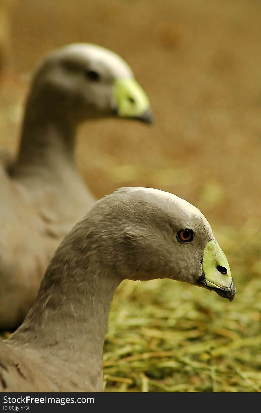 Two grey birds with green beaks, photo taken in australian zoo. Two grey birds with green beaks, photo taken in australian zoo