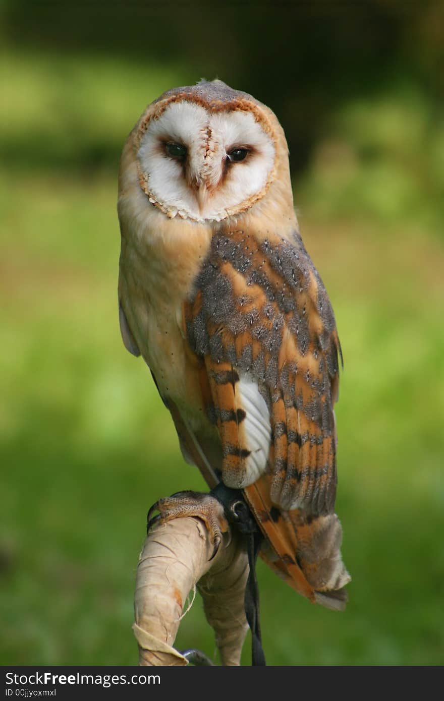 Owl on post