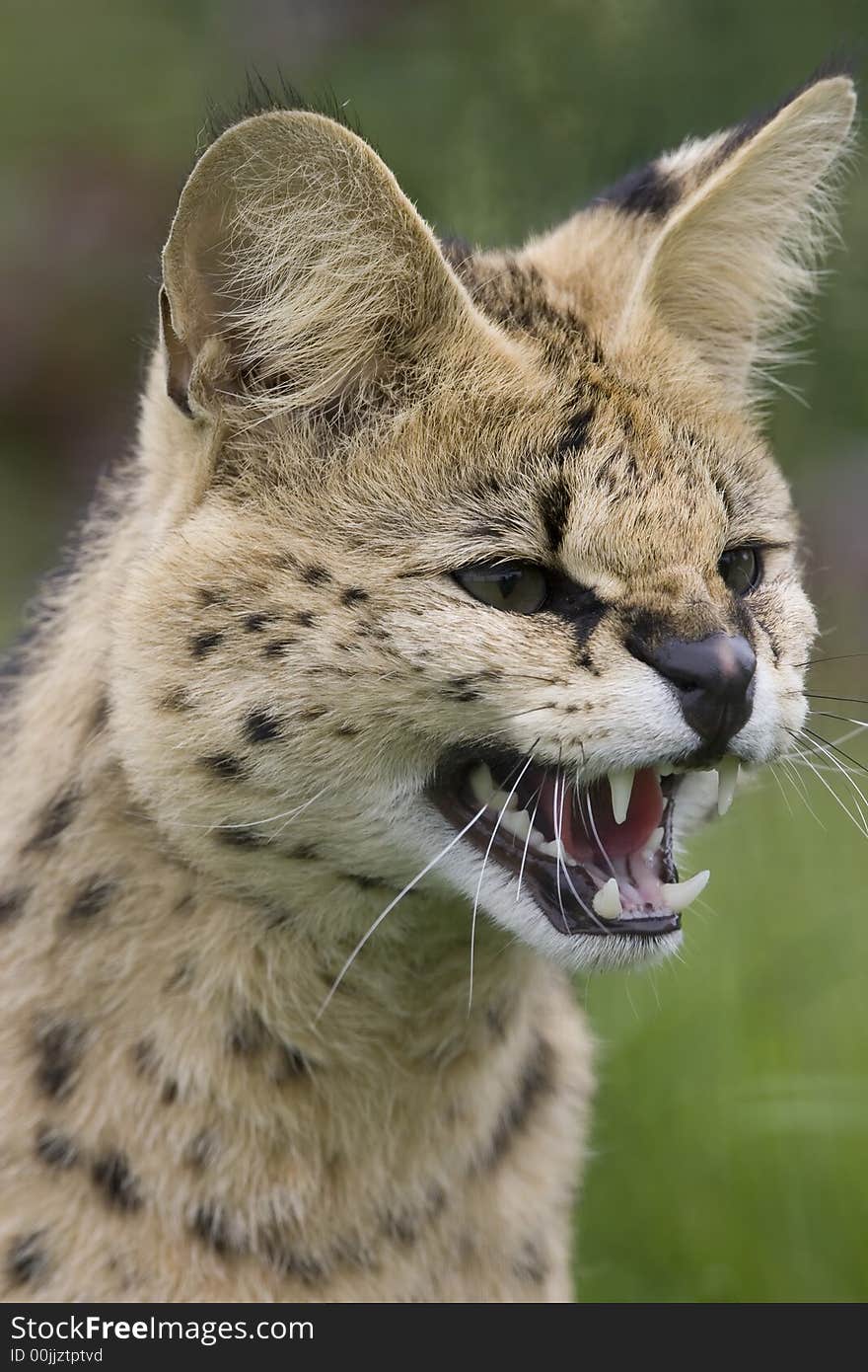 Serval cat snarling