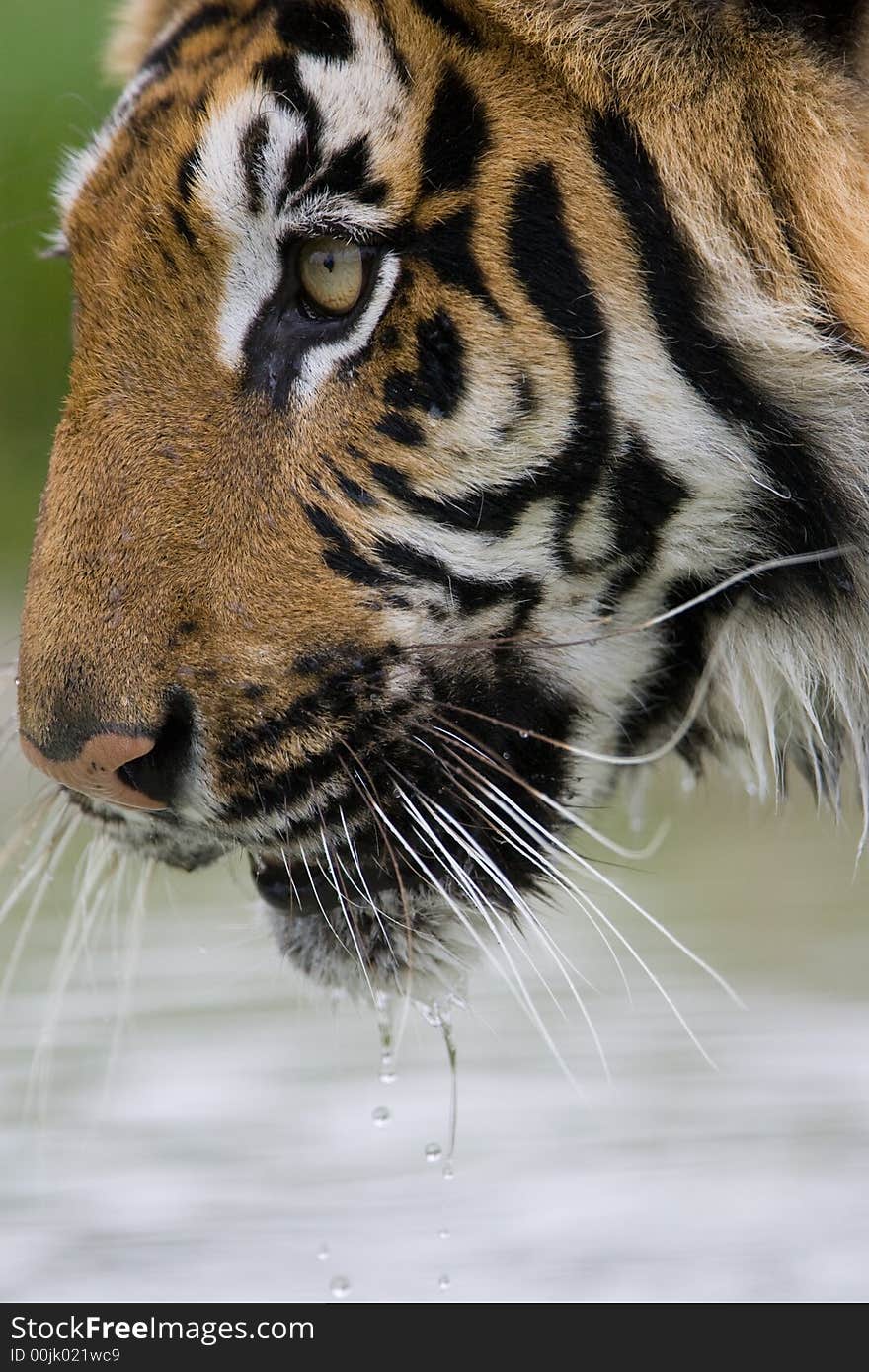 Tiger Drinking