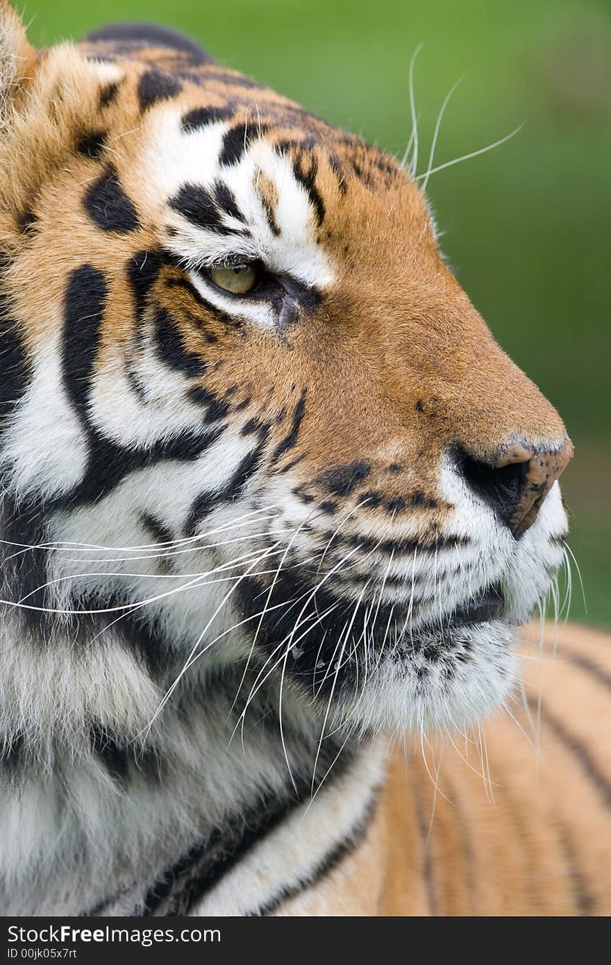 Tiger looking back over shoulder. Tiger looking back over shoulder