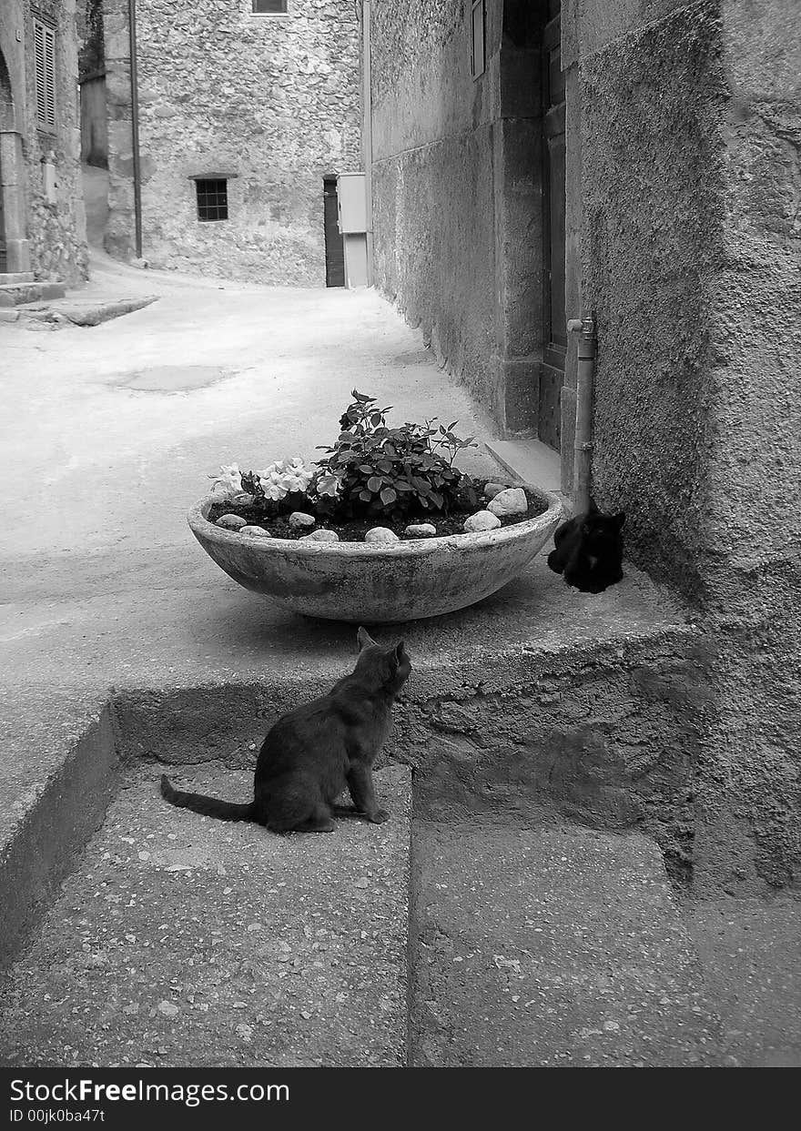 Two cats close to a vase of flowers