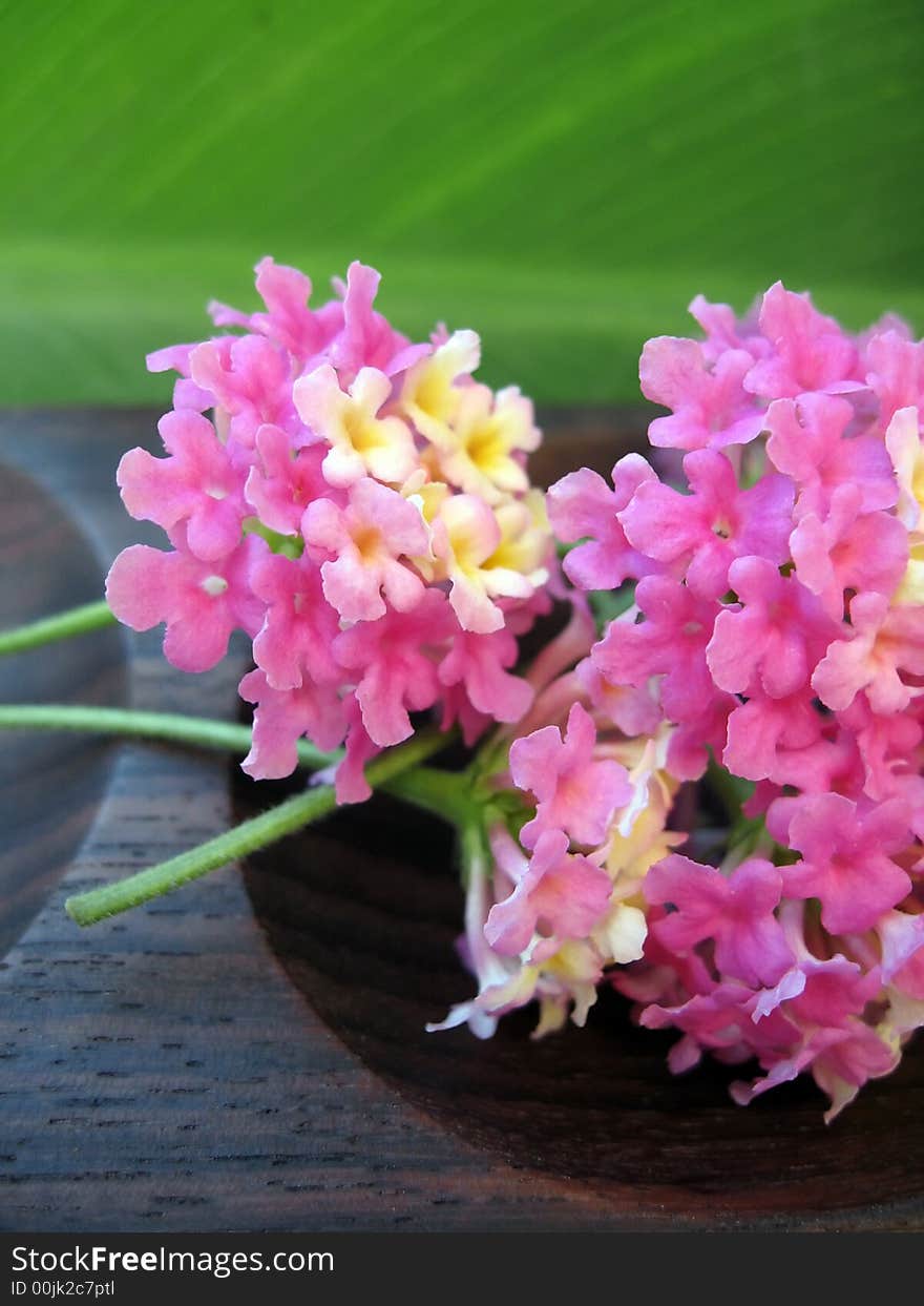 Aromatherapy elements – Pink fragrant Lantana flowers with pebbles presented on wooden dish against green leaf background. Aromatherapy elements – Pink fragrant Lantana flowers with pebbles presented on wooden dish against green leaf background.