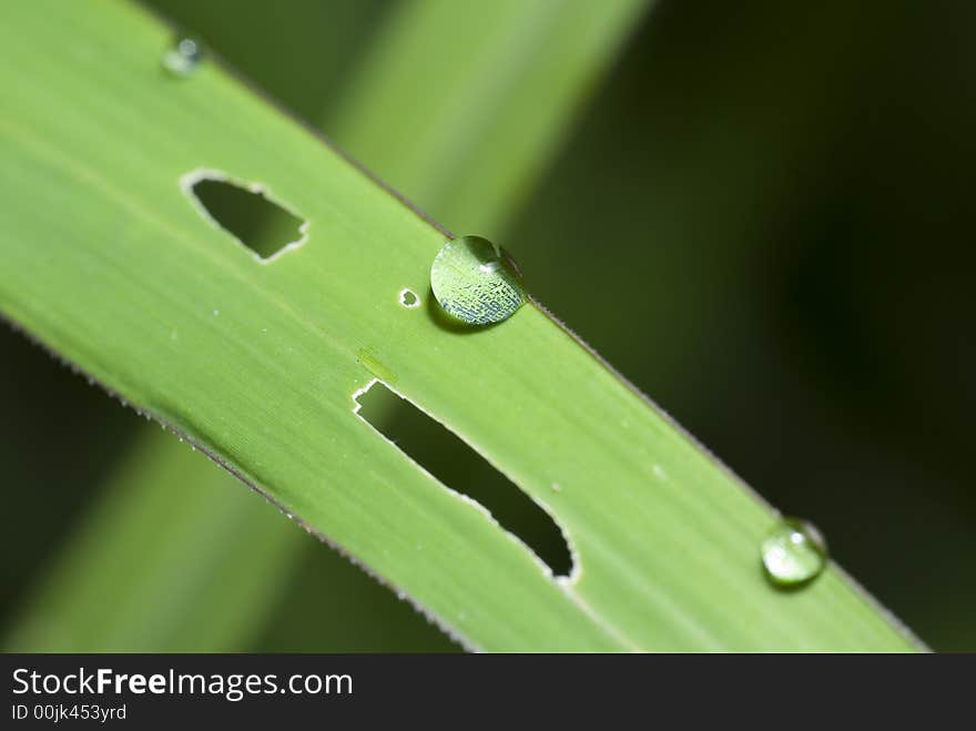 Three different dews of different sizes on a leaf