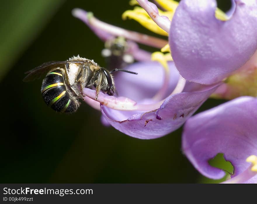 Bee At Work