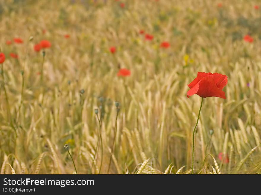 Poppies and corn