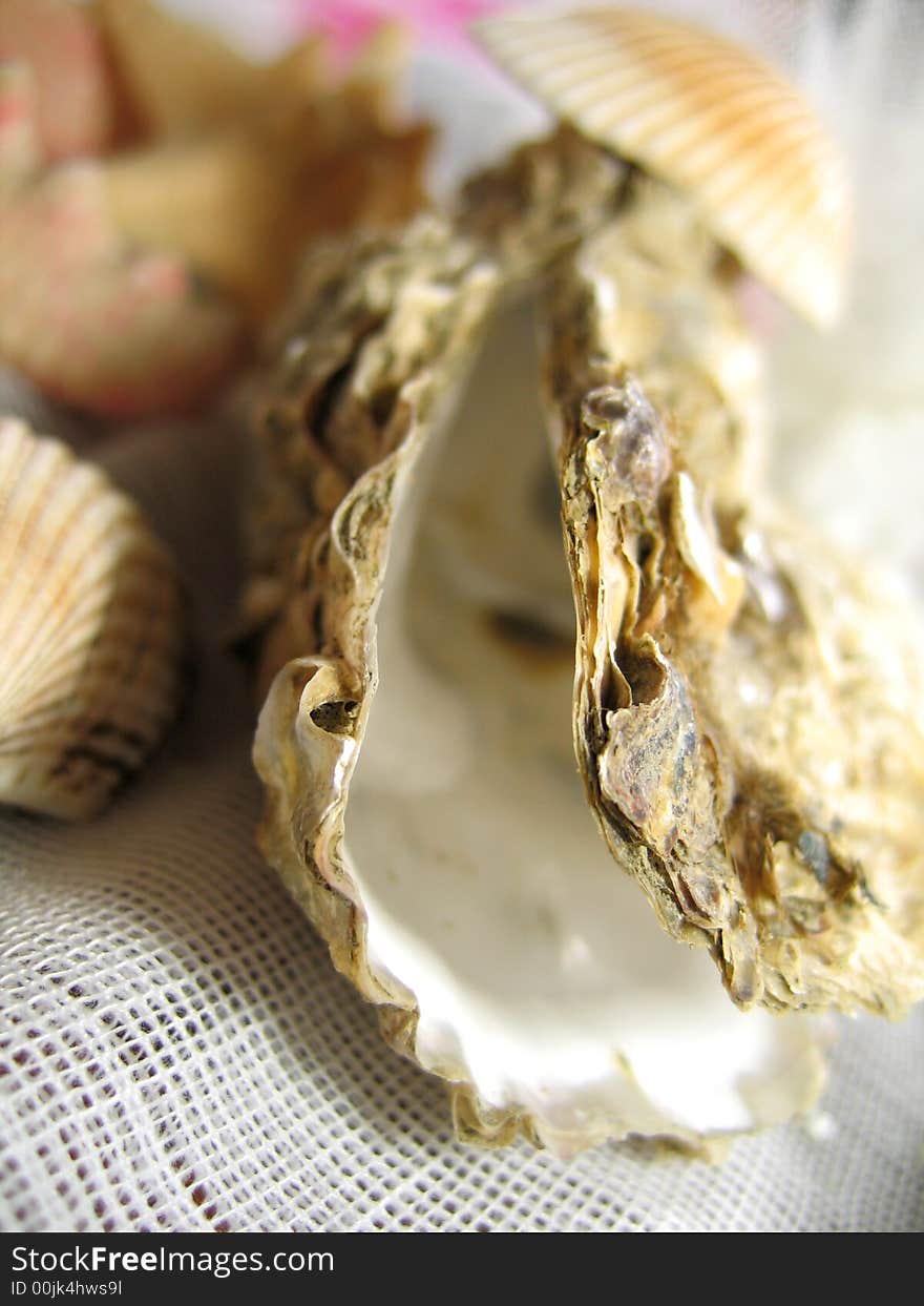 Sea shells