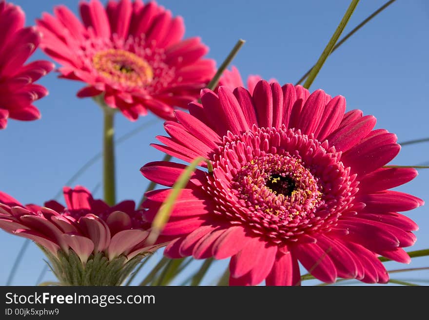 Bouquet of flower reds with blue sky. Bouquet of flower reds with blue sky