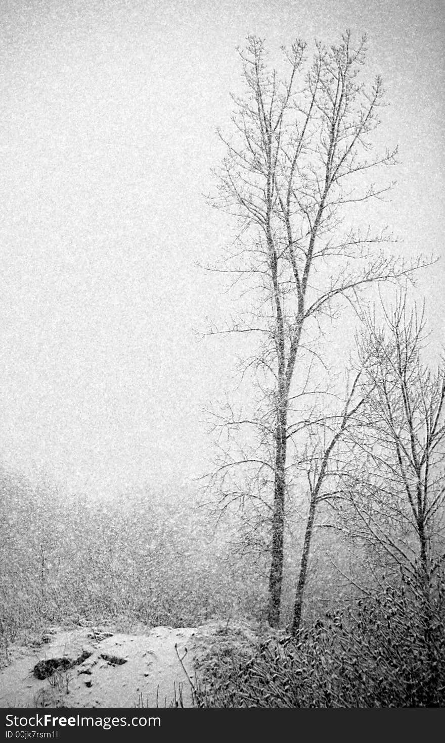 A tree caught in a snow storm in quebec. A tree caught in a snow storm in quebec