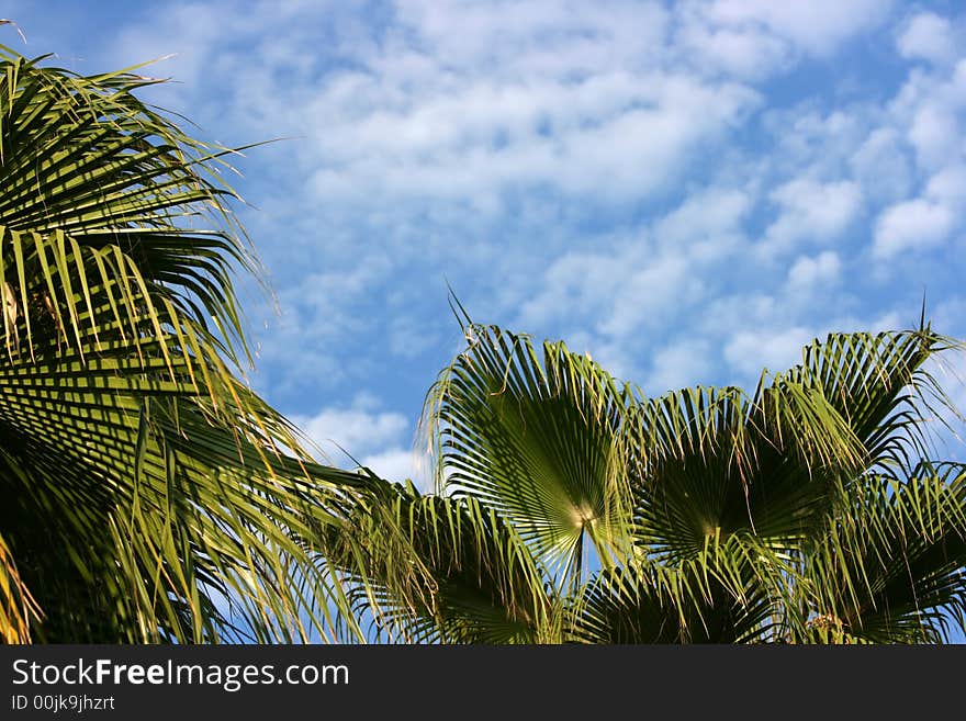 Branches of a palm tree on a background of the sky with clouds