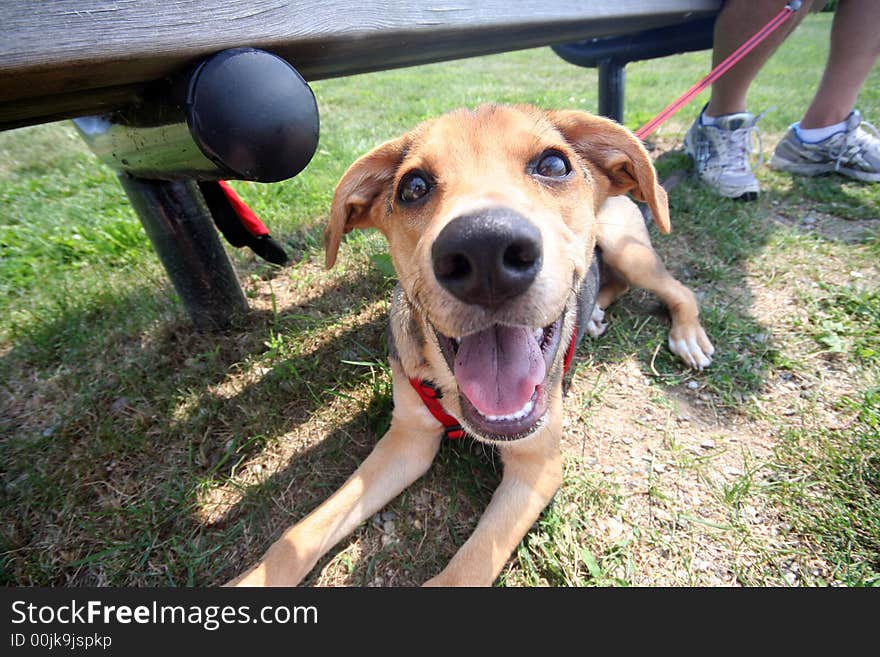 This dog's smile is contagious!. This dog's smile is contagious!