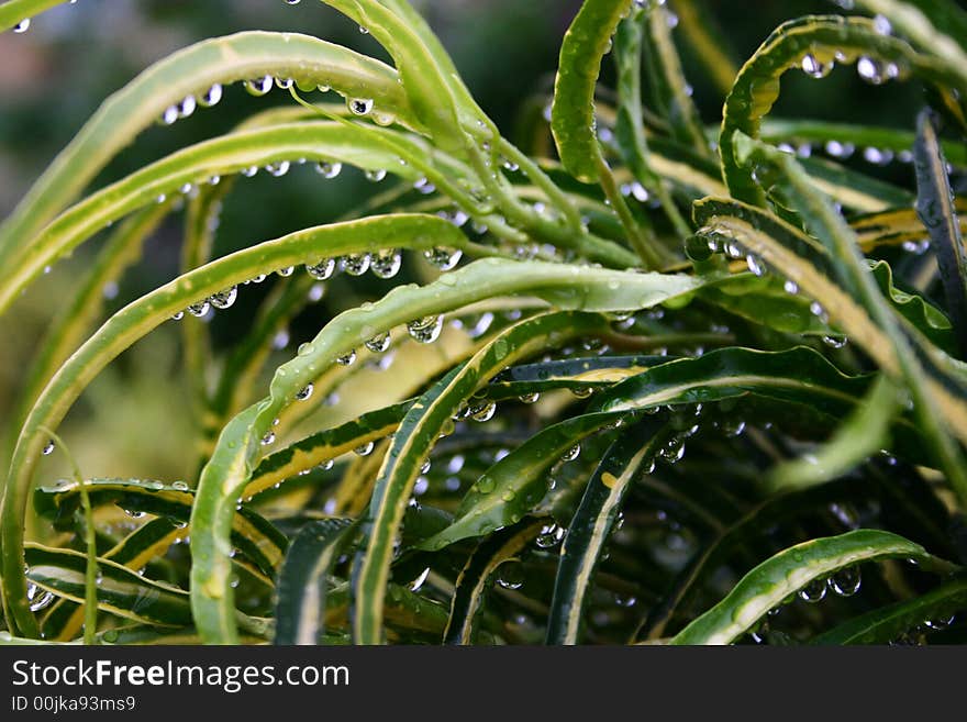 Water drops on green leaves